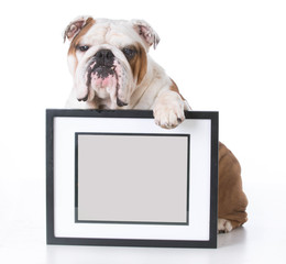 dog holding picture