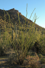 Canvas Print - Saguaro National Park