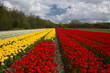 © forcdan - Tulip's cultivation, Netherlands