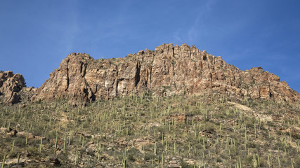 Canvas Print - Saguaro Canyon