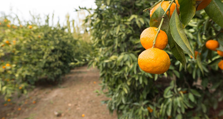 Tangerine Orchard Citrus Fruit Food Agriculture Ripe Harvest