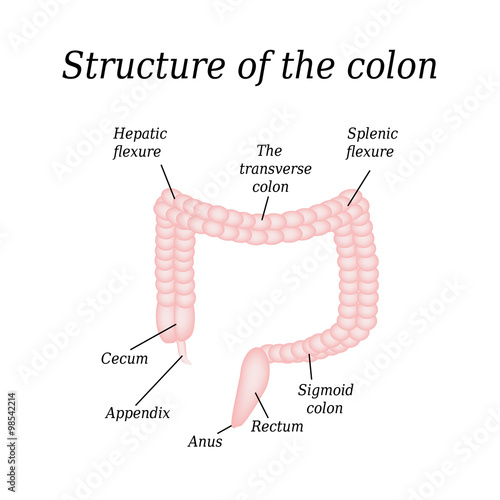 The anatomical structure of the colon. Vector illustration on isolated