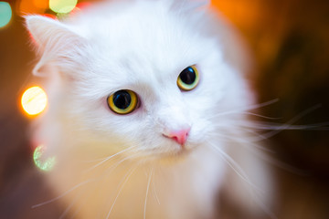 Close-up of shorthair white cat