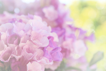 Wall Mural - Garlic vine blooming(Mansoa alliacea), Sweet color flower in sof