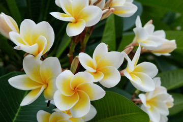 white frangipani tropical flower, plumeria flower fresh blooming