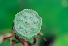 Close Up A Lotus Seeds , Blured Background