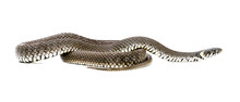 Snake Isolated On A White Background