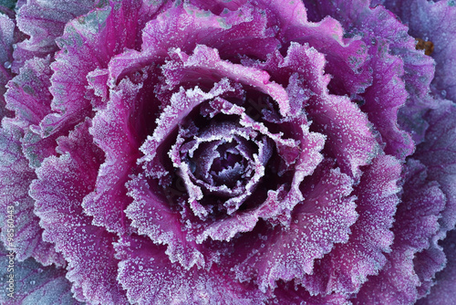 Fototapeta na wymiar Ornamental decorative cabbage covered with a morning frost