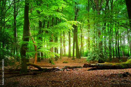 Naklejka na szybę Spring forest in the Netherlands