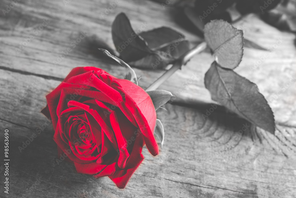 red rose on wood - black and white style photo with single flower colored - obrazy, fototapety, plakaty 