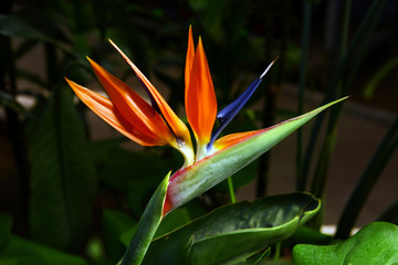 Canvas Print - Exotic flower on the bush