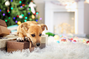 Sticker - Small cute funny dog with boxes and Christmas tree on light background