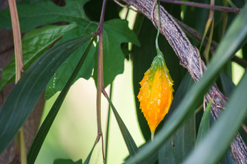 Wall Mural - bitter gourd