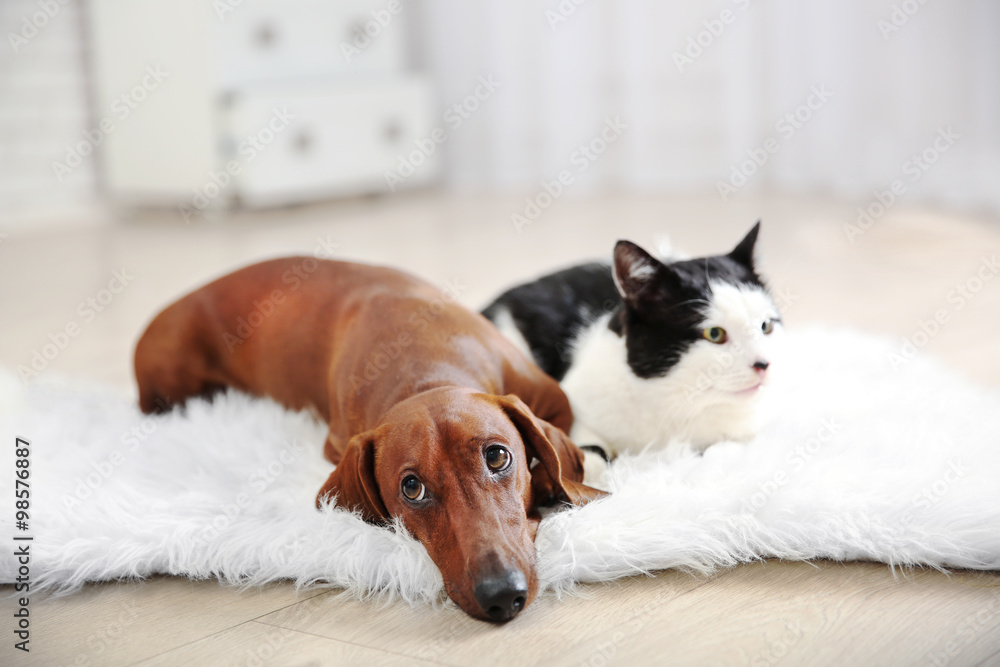Beautiful cat and dachshund dog on rug, indoor