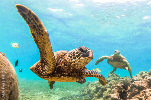 Láminas Endangered Hawaiian Green Sea Turtle cruising in the warm waters of the Pacific