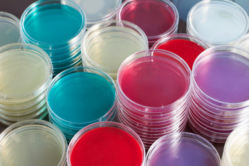 Wall Mural - petri dishes stacked in workbench of laboratory