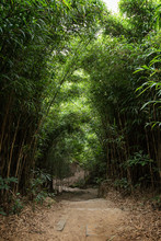 Empty Path In Lush Bamboo Forest At The Dragon's Back Hiking Trail In Hong Kong, China.