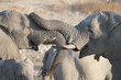  Elephants in Etosha National Park, Namibia, Africa.