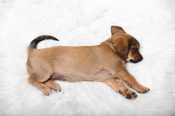 Sticker - Cute puppy on carpet at home