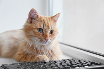 Red cat with computer keyboard lying on window board, close up