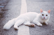 © tuastonvilla - White cat on the road
