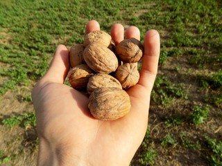 Walnuts in nutshell on palm