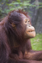 Orangutan Portrait. A Portrait Of The Young Orangutan