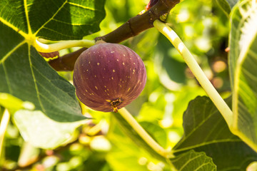 Dripping ripe fig on the tree, close up