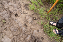 Paw Print In Mud Free Stock Photo - Public Domain Pictures