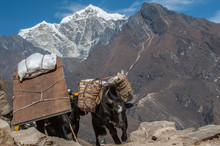 Yaks Transporting Supplies, Himalayas, Nepal