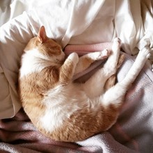 Cat Lying On Bed Sleeping