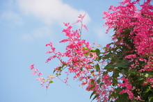 Confederate Vine With Pink Flower And The Sky