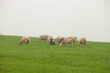 © Gelpi - Sheep grazing on a green meadow