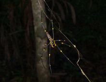 Cape Tribulation, Queensland Australia, 06/10/2013, Golden Orb Spider Arachnid , Hanging In A Web In A Tropical Forest, Cape Tribulation.