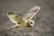 Short-eared Owl Asio Flammeus Flying