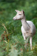 Fallow Deer (Dama Dama)/White Fallow Deer in deep green bracken