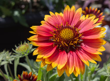 Perennial Blanket Flower Red And Yellow