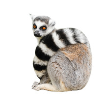 Portrait Of Adult Lemur Katta (Lemur Catta) On White Background