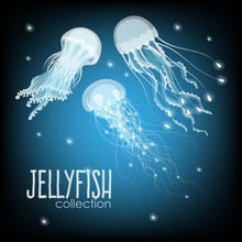 Collection Of Jellyfish
