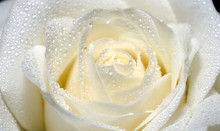 Beautiful White Rose With Water Drops