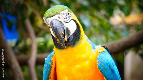 Arara Azul E Amarela Buy This Stock Photo And Explore Similar Images At Adobe Stock Adobe Stock
