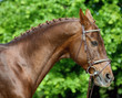 Purebred bay sportive stallion portrait in green woods background