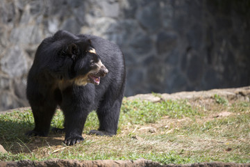 portrait of spectacled bear (tremarctos ornatus),