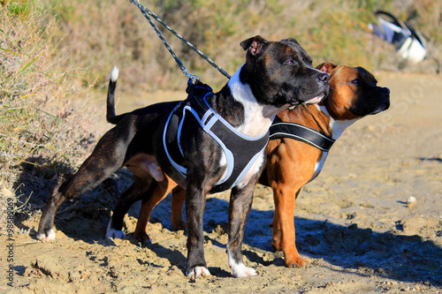 two staffordshire bull terriers