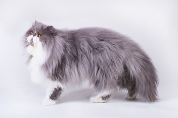 Young bicolor persian cat