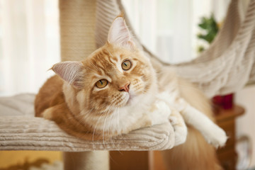 Maine Coon Kitten