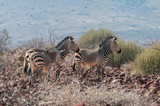 Fototapeta  - Hartmann-Bergzebras; Etendeka; Namibia