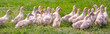 Young geese on the walk