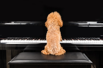 Concept of cute poodle dog playing upright grand piano