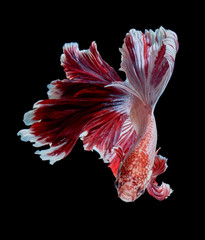 Poster - Betta fish